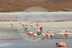 Pink flamingos at Hedionda Lagoon, in Bolivia