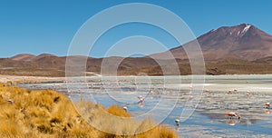 Pink flamingos at Hedionda Lagoon, in Bolivia