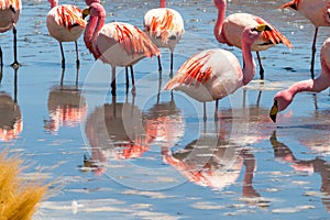 Pink flamingos at Hedionda Lagoon, in Bolivia
