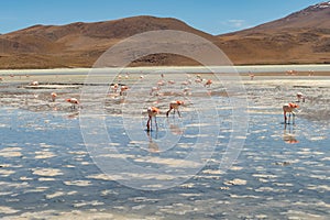 Pink flamingos at Hedionda Lagoon, in Bolivia