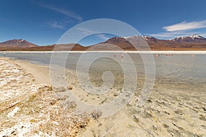 Pink flamingos at Hedionda Lagoon, in Bolivia