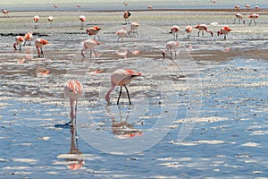 Pink flamingos at Hedionda Lagoon, in Bolivia