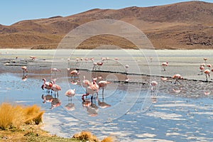 Pink flamingos at Hedionda Lagoon, in Bolivia