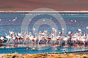 Pink flamingos in high-altitude Laguna Colorada in Altiplano, Bolivia