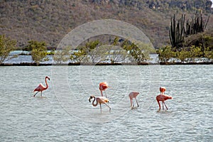 pink flamingos on the island of Curacao