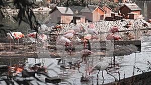 Pink flamingos on an islet in a pond