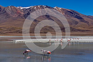 Pink Flamingos Laguna Hedionda Altiplano Bolivia