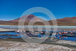 Pink Flamingos Laguna Hedionda Altiplano Bolivia