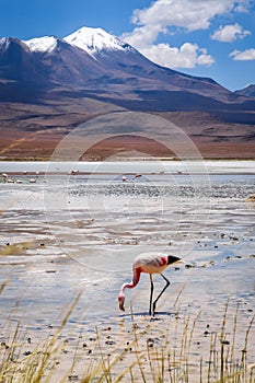 Pink flamingos in laguna Honda, sud Lipez altiplano reserva, Bolivia