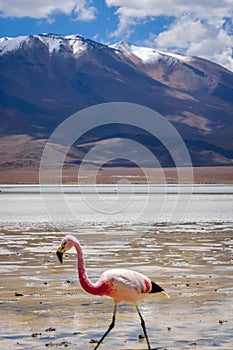 Pink flamingos in laguna Honda, sud Lipez altiplano reserva, Bolivia