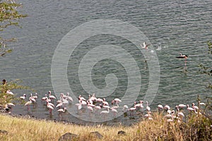 Pink Flamingos in lake