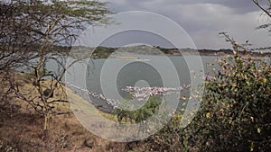 Pink Flamingos in lake