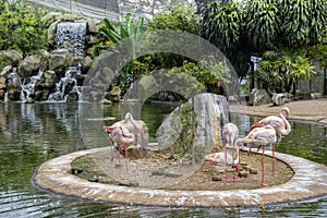 Pink flamingos on the lake with a waterfall in Kuala Lumpur bird park