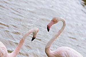 Pink flamingos with long necks fighting