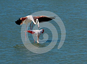 Pink flamingos matting photo
