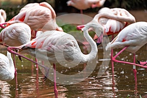 Pink flamingos in national Aves park, Brazil