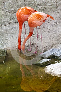 Pink flamingos in naturalistic oasis