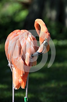 Pink Flamingos Oklahoma City Zoo