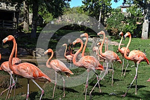 Pink Flamingos Oklahoma City Zoo