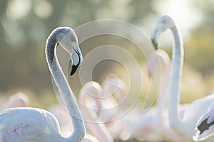 Pink flamingos with one in evidence and nice bokeh