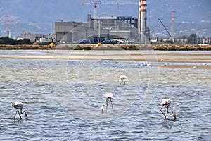 Pink flamingos and other birds walk in the water of the Mediterranean sea on the island of Sardinia, Italy. Behind them is the