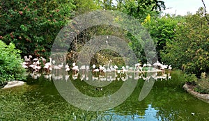 Pink flamingos in Park La Tete d'Or in Lyon, France