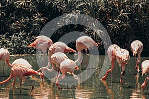 Pink flamingos in the Park Vinpearl Vietnam