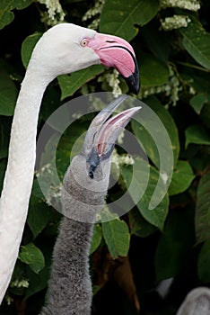 Pink flamingos (Phoenicopterus ruber ruber)