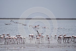 Pink Flamingos, Phoenicopterus ruberroseus in Walvis Bay, Namibia