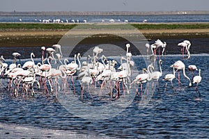 Pink Flamingos, Phoenicopterus ruberroseus in Walvis Bay, Namibia