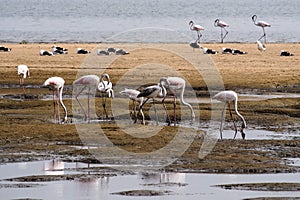 Pink Flamingos, Phoenicopterus ruberroseus in Walvis Bay, Namibia