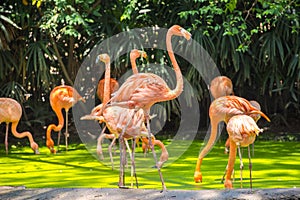 Pink flamingos photographed in Safari World of Bangkok