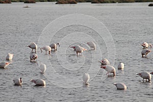 Pink flamingos in the pond