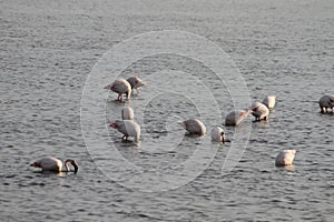 Pink flamingos in the pond