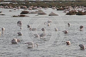 Pink flamingos in the pond