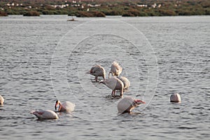 Pink flamingos in the pond