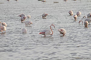 Pink flamingos in the pond