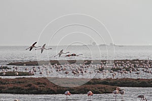 Pink flamingos in the pond