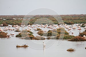 Pink flamingos in the pond