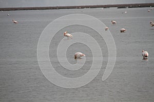 Pink flamingos in the pond