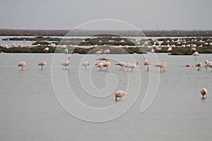 Pink flamingos in the pond