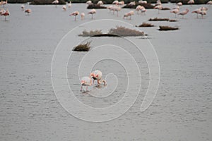 Pink flamingos in the pond