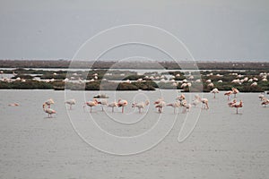 Pink flamingos in the pond