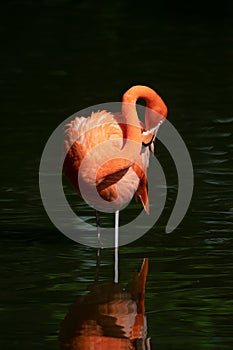 Pink flamingos in a pond photo
