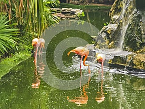 Pink flamingos in pond lake in luxury resort in Mexico