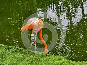 Pink flamingos in pond lake in luxury resort in Mexico