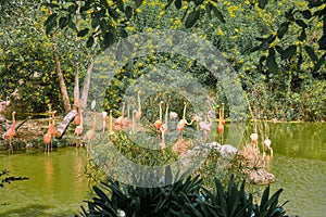 Pink flamingos in a pond at Vinpearl Safari and Conservation Park on Phu Quoc Island, Vietnam.