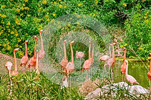 Pink flamingos in a pond at Vinpearl Safari and Conservation Park on Phu Quoc Island, Vietnam.