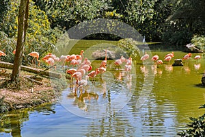 Pink flamingos in a pond at Vinpearl Safari and Conservation Park on Phu Quoc Island, Vietnam.