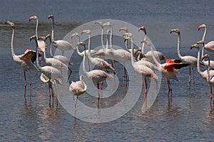 Pink Flamingos at Pont du Gau in Camargue